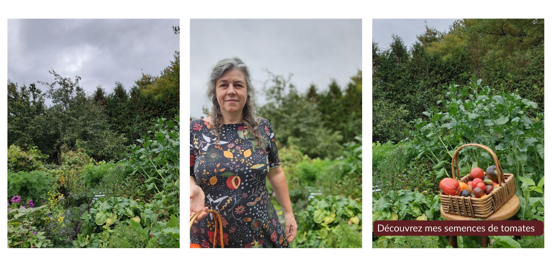 Jardin automnal de Semences des artisans au Québec et panier rempli de tomates de différentes formes et couleurs.