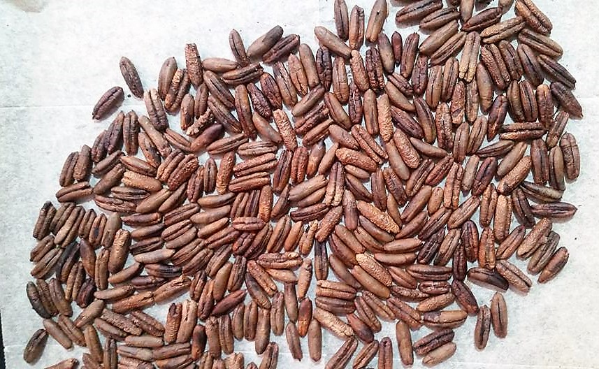 Date seed coffee