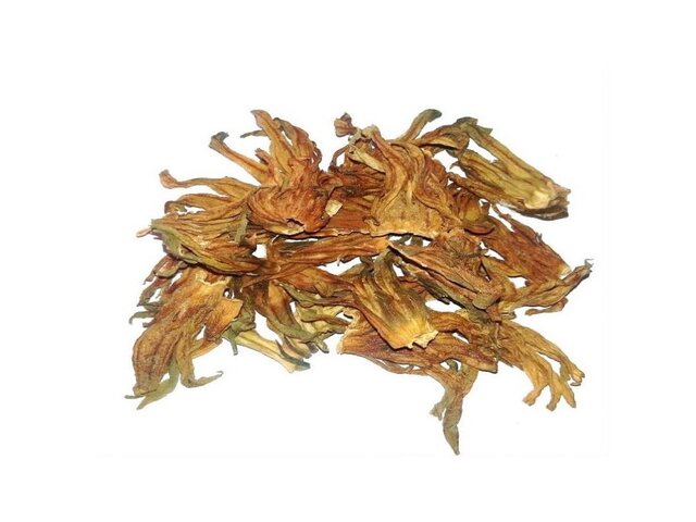 hibiscus blanc, Montréal, canada