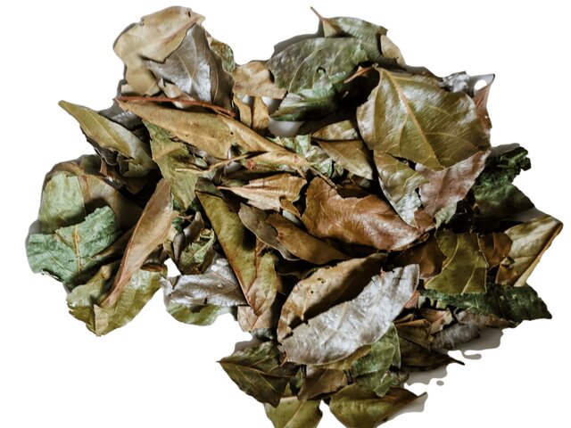 feuilles de kinkéliba, Montréal, canada