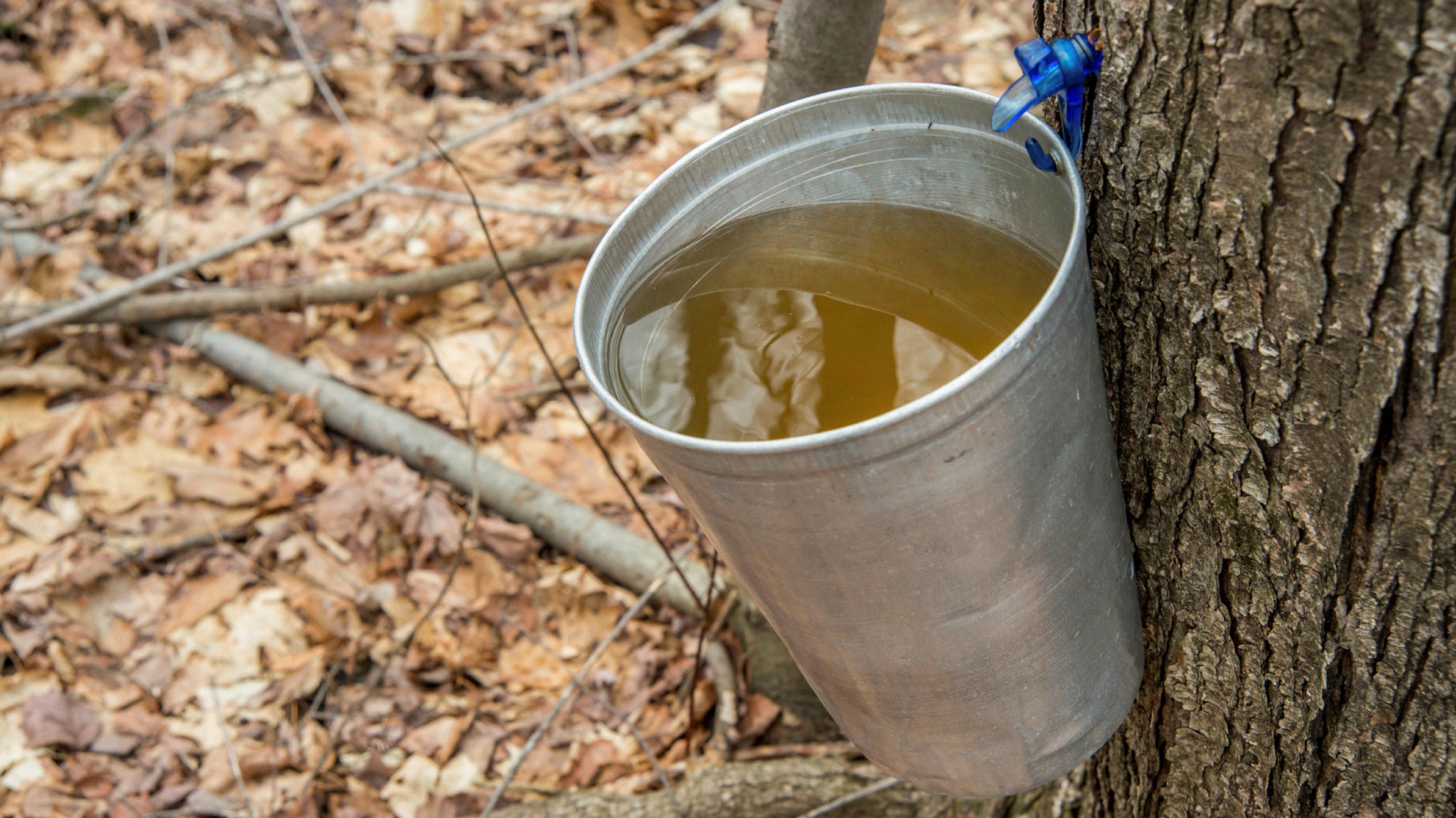 sirop d'érable