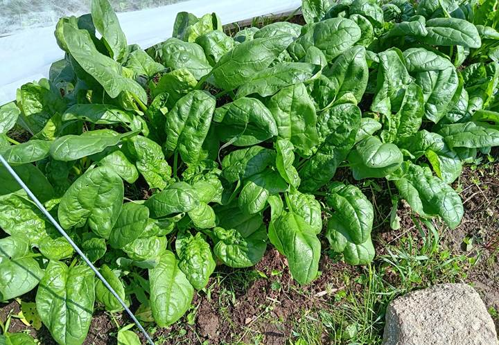 Une image contenant légume, Légume-feuille, herbe, plante
Le contenu généré par l’IA peut être incorrect.
