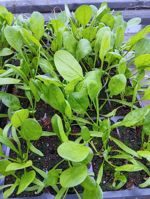Une image contenant légume, plante, herbe, Légume-feuille
Le contenu généré par l’IA peut être incorrect.